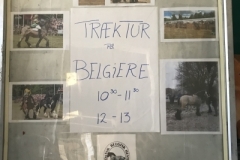 Skiltets ene side, hvor alle kunne se billeder af belgier hestene