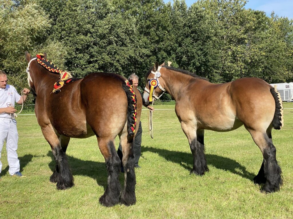 Føl- og Plagskue 2025