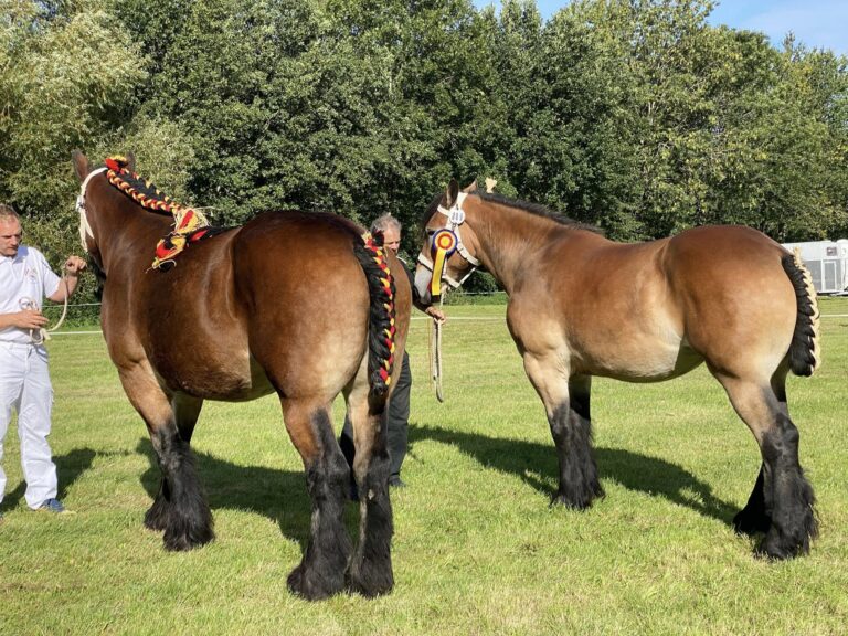 Føl- og Plagskue 2025